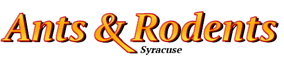 Syracuse Ant Exterminator & Rodent Control Company Logo